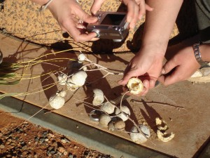 Tribal Tas Pty Ltd Launches 100% Pure Liquid Ginger