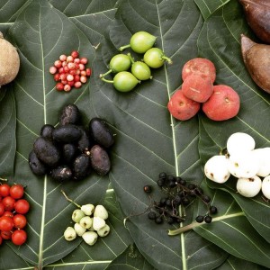 Tribal Tas Pty Ltd Launches 100% Pure Liquid Ginger