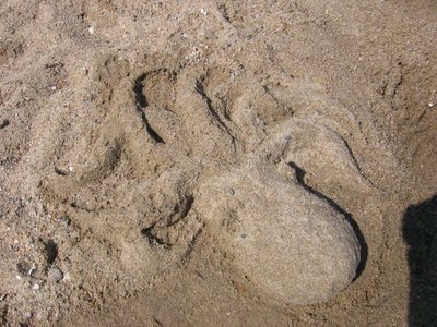 Sand Octopus