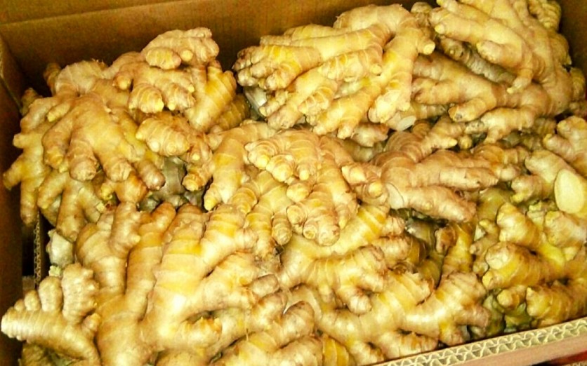 EXPORTACIÓN DE JENGIBRE