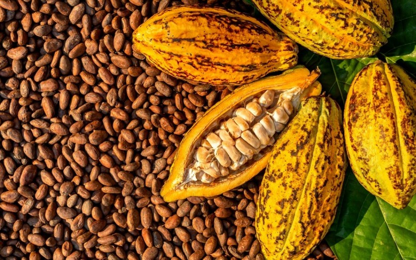 EXPORTACIÓN DE CACAO Y CAFÉ PASO A PASO
