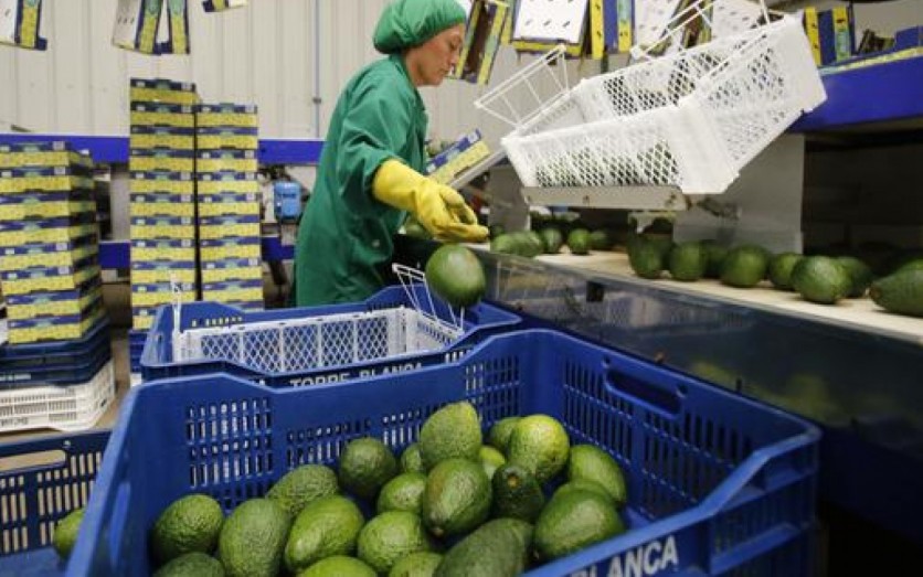 EXPORTACIÓN DE PALTAS PASO A PASO