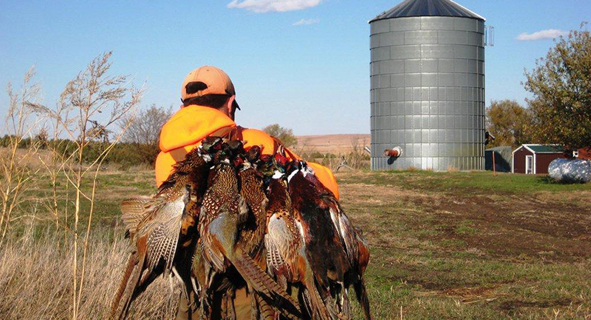 Pheasant Hunting Land & Cattle