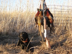 bird-dog