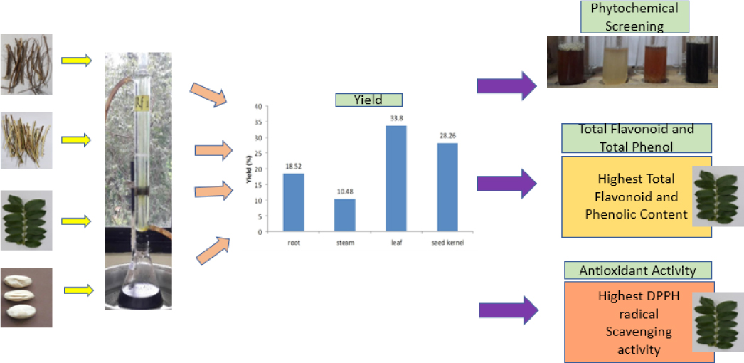 Phytochemical Screening Total Flavonoid And Total Phenolic Content And Antioxidant Activity Of Different Parts Of Caesalpinia Bonduc L Roxb Fulltxt Org
