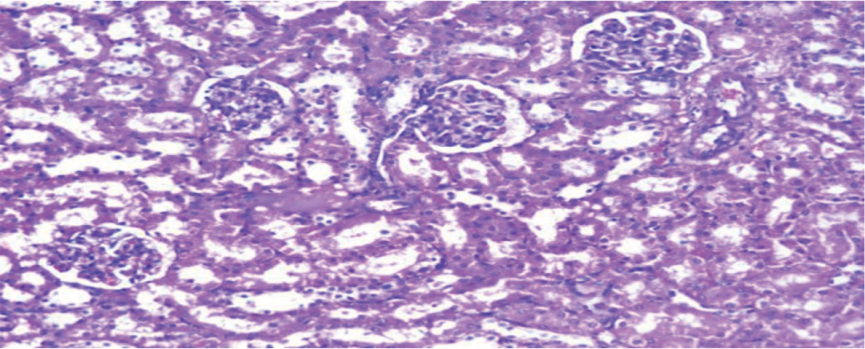 https://s3-us-west-2.amazonaws.com/jourdata/pj/PharmacognJ-10-136-g004.jpg