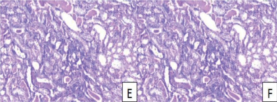 https://s3-us-west-2.amazonaws.com/jourdata/pj/PharmacognJ-10-136-g005.jpg