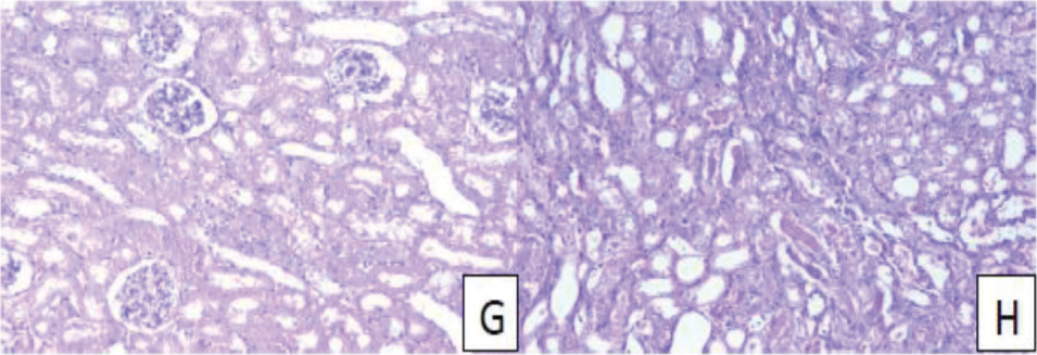 https://s3-us-west-2.amazonaws.com/jourdata/pj/PharmacognJ-10-136-g006.jpg