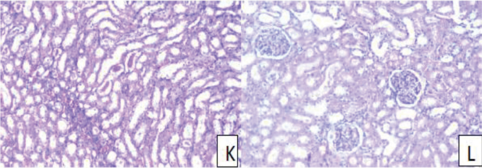 https://s3-us-west-2.amazonaws.com/jourdata/pj/PharmacognJ-10-136-g007.jpg