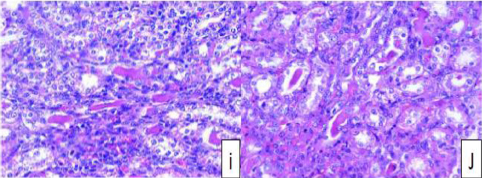 https://s3-us-west-2.amazonaws.com/jourdata/pj/PharmacognJ-10-136-g008.jpg
