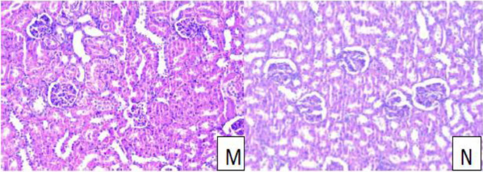 https://s3-us-west-2.amazonaws.com/jourdata/pj/PharmacognJ-10-136-g009.jpg