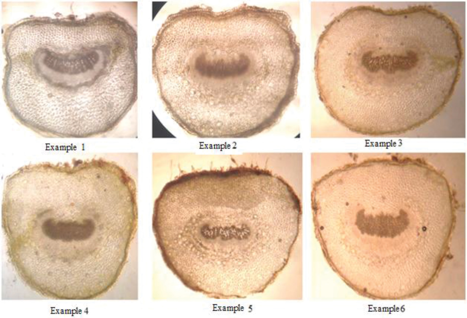 https://s3-us-west-2.amazonaws.com/jourdata/pj/PharmacognJ-10-172-g004.jpg