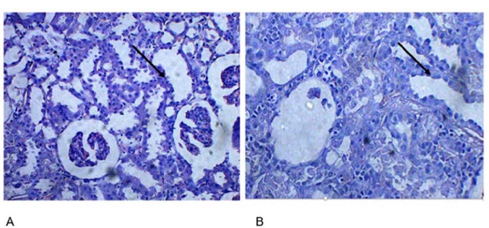 https://s3-us-west-2.amazonaws.com/jourdata/pj/PharmacognJ-10-403-407_g003.jpg