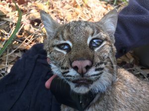 2018 Bobcat 750