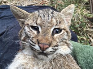 2018 Bobcat 8