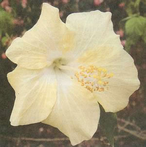 Image 39