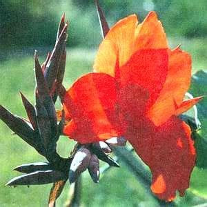 Image 31