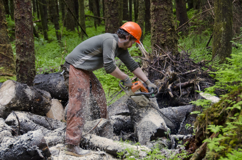 Groups of volunteers spread across the new Under Thunder trail on June 2 as part of the National Trails Day celebrations.The crews worked on clearing logs and debris and re-vegetating muddy areas along the trail. Erik Boraas, executive director of Trail Mix, cuts logs to be hauled off the trail.