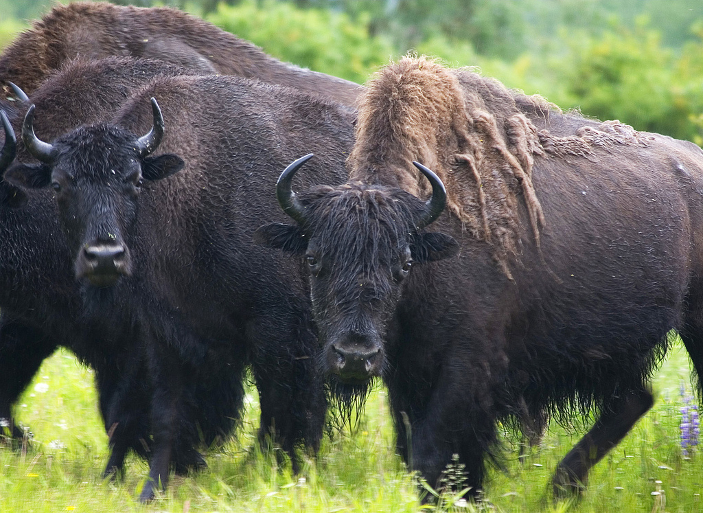 Alaska Wood Bison KTOO