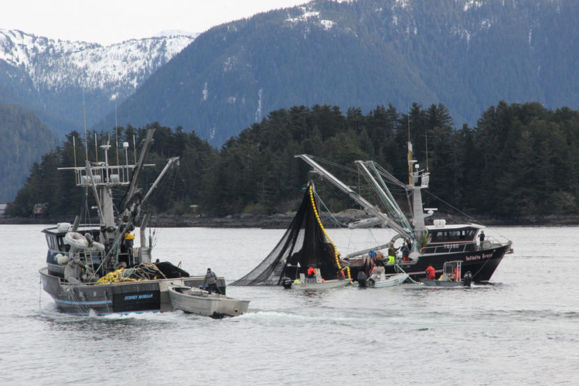 The seiner Infinite Grace pursing up during the third opening in the Sitka Sound sac roe herring fishery, on Wednesday, March 26, 2014 (Photo by Rachel Waldholz/KCAW)