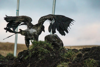 A burnt eagle spreads its wings. (Photo courtesy Susie Silook, wife of Keith Hamilton)
