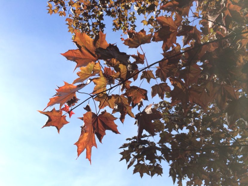 Maple