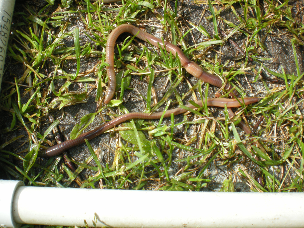 Earthworms live in Alaska too