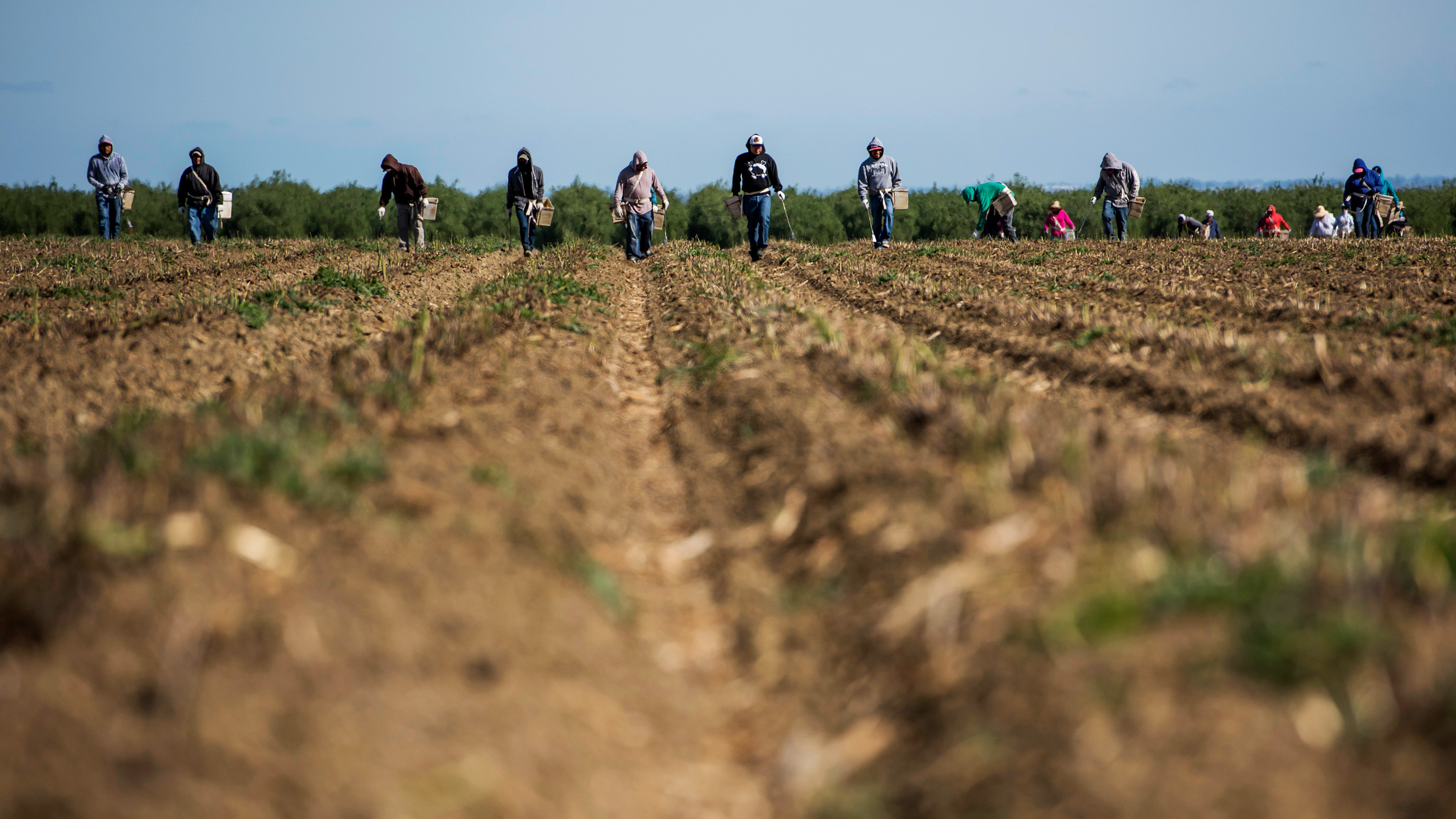 Workers pick asparagus at Del Bosque Farms in Firebaugh, Calif., April
