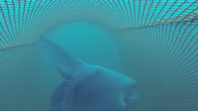 Ocean sunfish