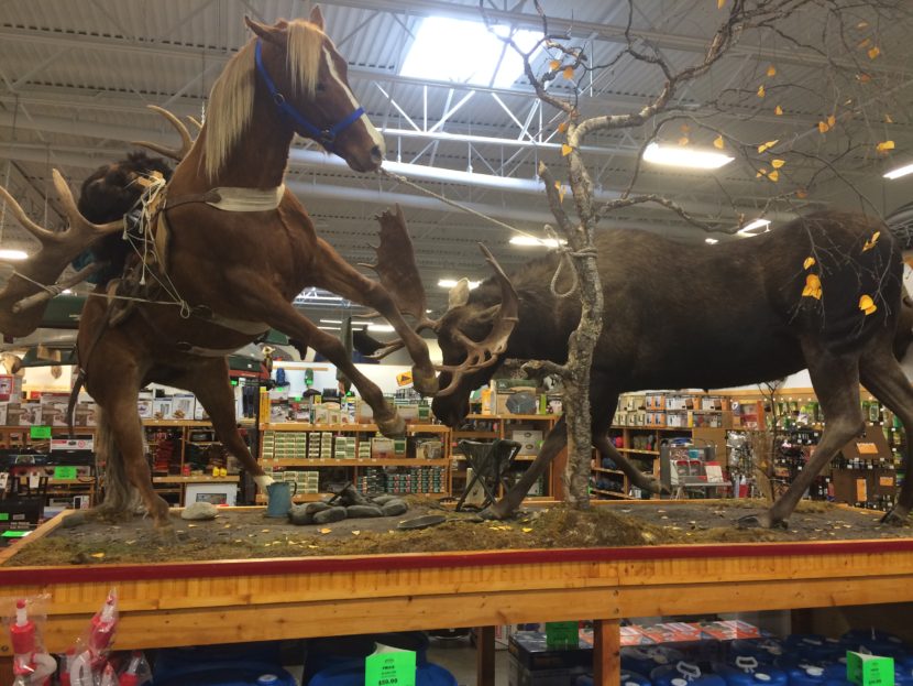 Taxidermy display at Sportsman's Warehouse KTOO
