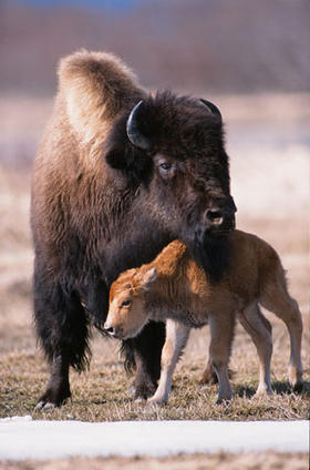 Wood Bison in Portage game facility. (Photo courtesy of Alaska Department of Fish and Game)