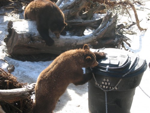 In this picture from Sitka taken in 2011, bears try getting into garbage cans. The Sitka Police Department urged residents to keep their garbage indoors until the day of pickup. (Photo by KCAW).