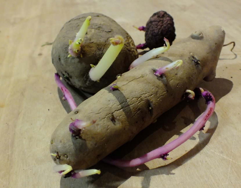 Three different varieties of seed potatoes await getting split up and planted.