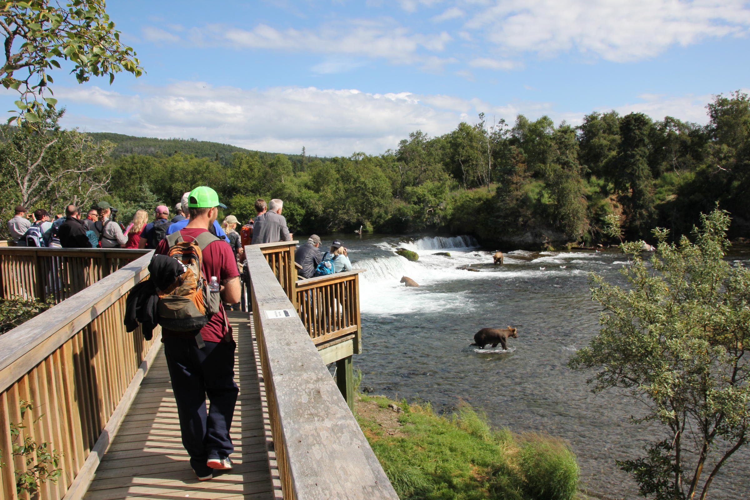 Bears barely seem to notice the 40 people watching them from the Brooks Falls platform. (Photo by KDLG)