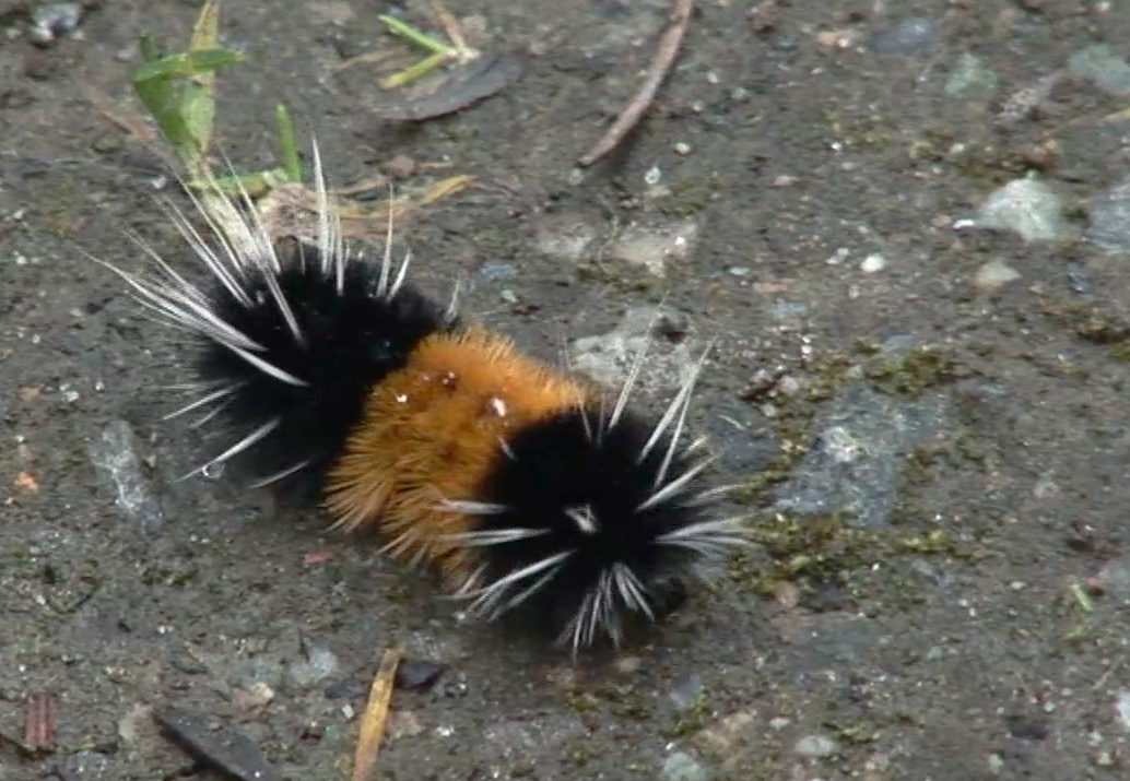 Gardentalk Woolly bear caterpillars and ripening fruit
