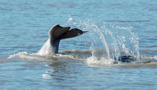 The population of beluga whales in Cook Inlet is a third of what it once was in 1970. (Photo courtesy of LGL Alaska Research Associates)