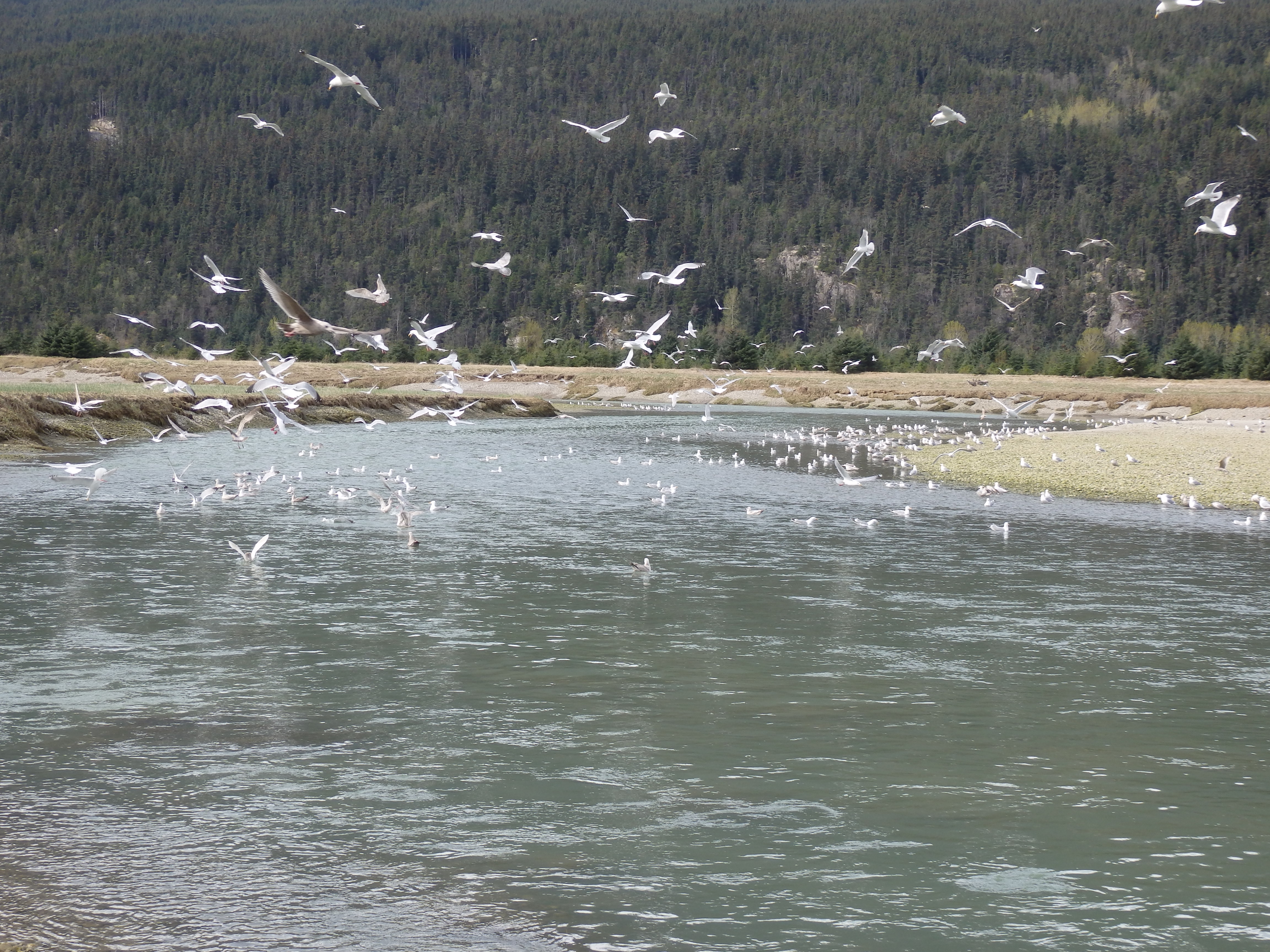 A flood notice was issued for the Taiya River by the National Weather Service. The warning extends into early Saturday morning. (Photo by Emily Files/KHNS)