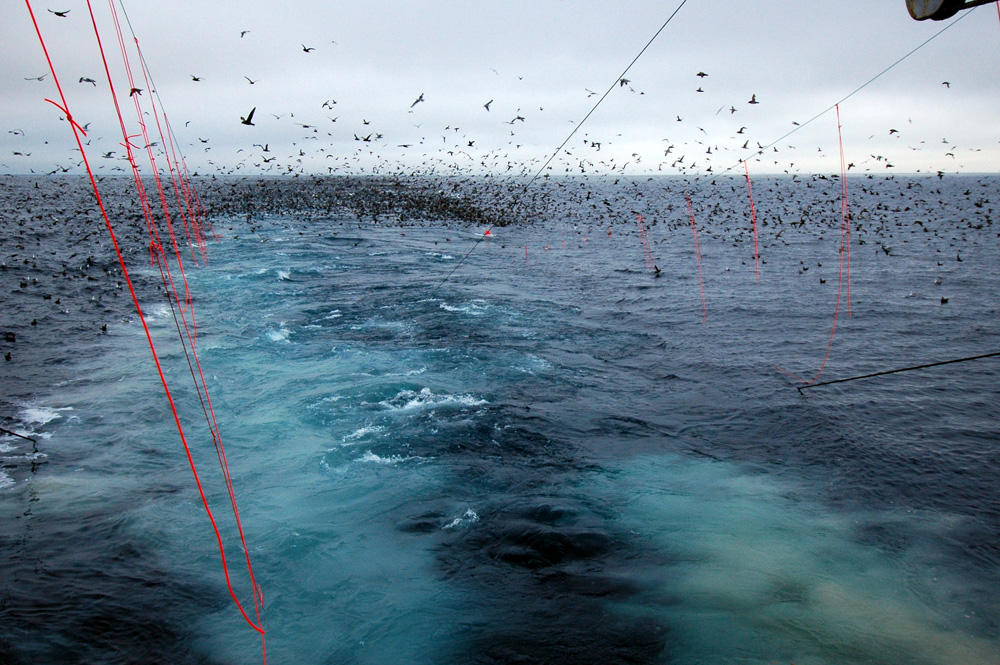 Bird-scaring lines at work on a West Coast longline vessel. (Photo by Amanda Gladics/Oregon State University)