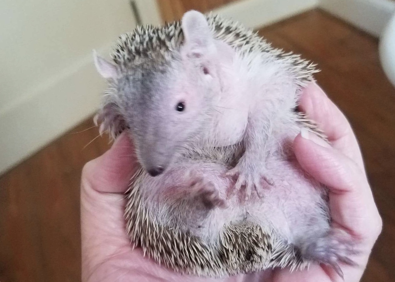A lesser hedgehog tenrec. (Photo by Casey Grove, Alaska Public Media)