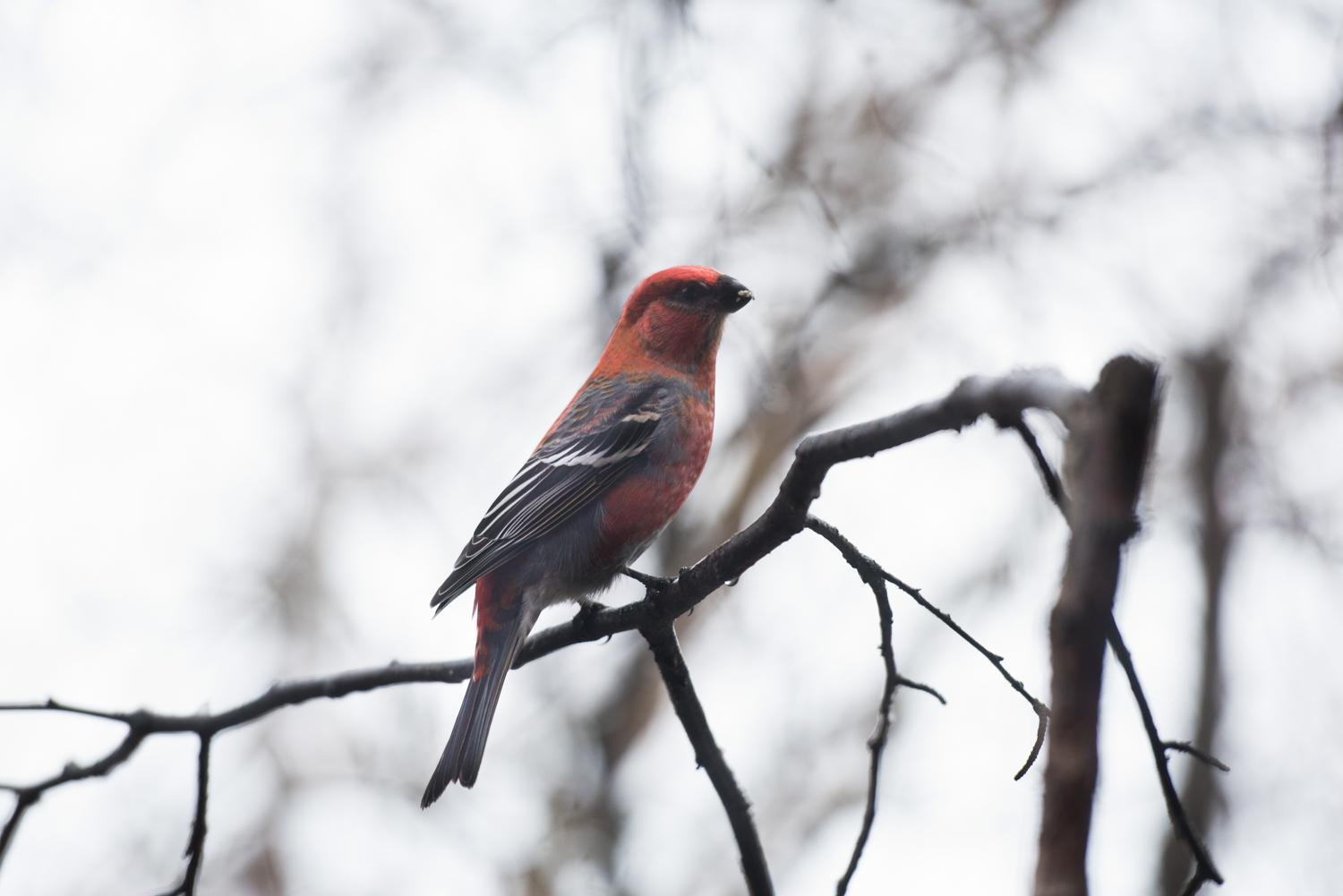 pine grosbeak was one of the species spotted during bethels audubon society christmas bird count on - Audubon Christmas Bird Count pine grosbeak was one of the species spotted during bethels audubon society christmas bird count on - Audubon Christmas Bird Count