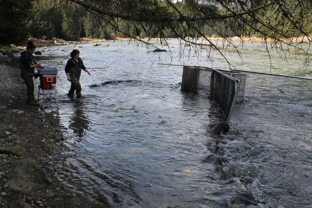 Researchers from Takshanuk Watershed Council mark hooligan on the Chilkoot River. (Photo by Henry Leasia/KHNS)