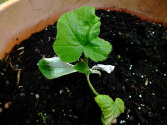 This cucumber suffered from severe sunburn and windburn damage because it wasn't properly hardened off before it was planted outdoors. Overnight temperatures also hovered just a few degrees above freezing. But new growth suggests that this plant is on the rebound.