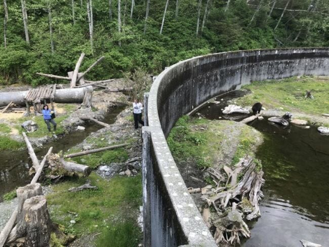 Volunteers prepare the new habitat before the bears enter. (Photos by Rachel Cassandra/KCAW)