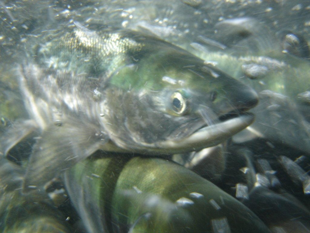 Sockeye swim upstream in Yakutat in 2014. A good “parent year” for sockeye in freshwater systems, Alaska Department of Fish and Game biologist Nicole Zeiser says something “out of our control” killed sockeye in the ocean. (Photo by Nate Catterson/U.S. Forest Service)