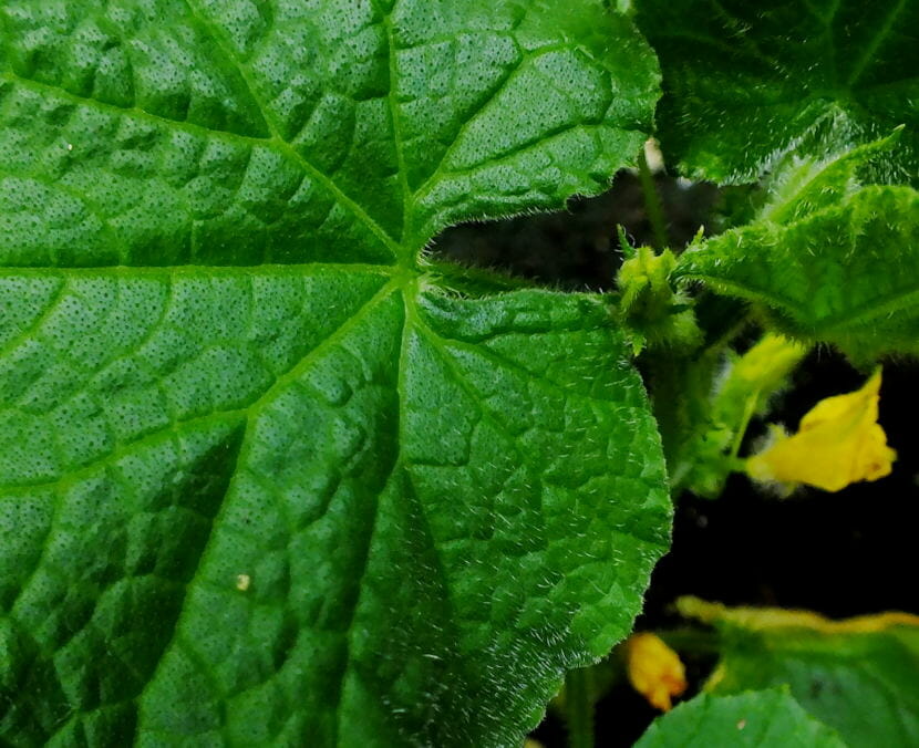 Cucumber flowers fade and shrink for the night in a North Douglas greenhouse.