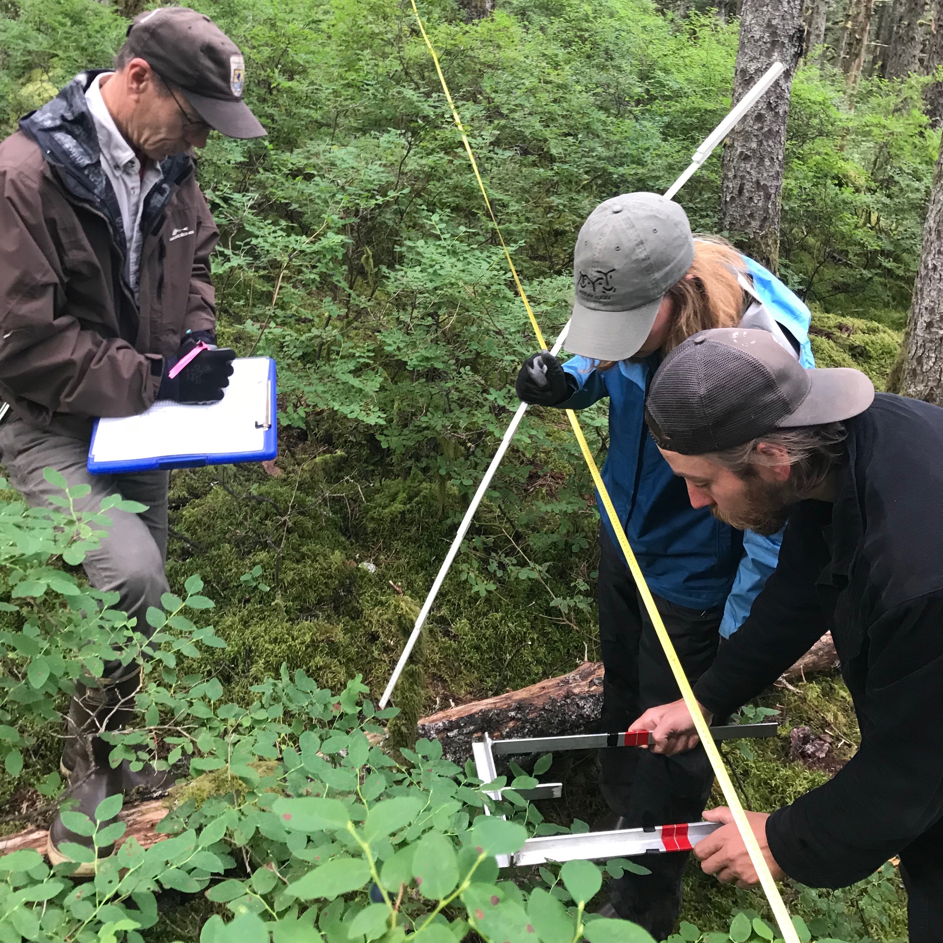 A Kodiak National Wildlife Refuge crew surveys blueberries at Abercrombie State Park in Kodiak. (Photo by Daysha Eaton/KMXT)