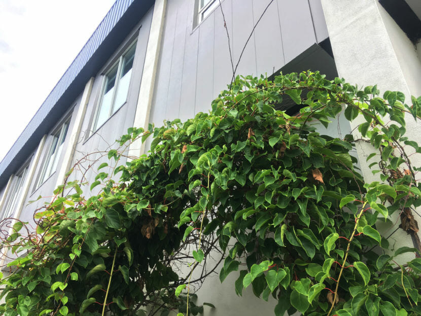 Fortunately, painters could easily work around this kiwi plant at the KTOO Agricultural Test Station and Garden of Science! Otherwise, it would have been cut back.