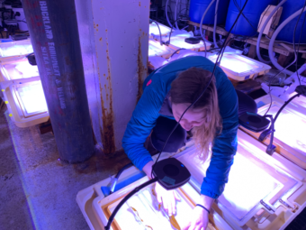 Lauren Bell points to herring eggs growing on silicone baking sheets, which mimic the texture of kelp but don’t photosynthesize. Bell is a researcher from UC Santa Cruz working closely with UAS professor Angie Bowers to study the impact of climate change on herring roe.