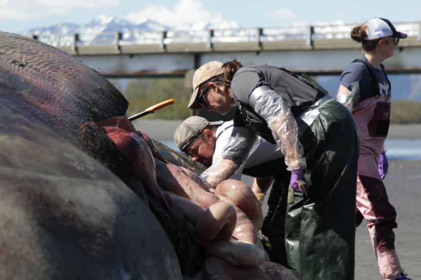 Burek and volunteer Travis Shinabarger work on the whale. (Photo by Nat Herz / Alaska’s Energy Desk)