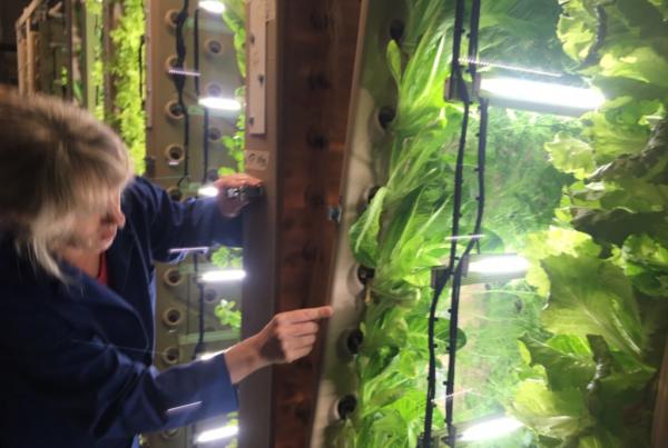 Skagway Brewing Co. gardner Amy Erfling peeks into the interior of an aeroponic garden panel.